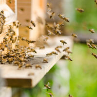 sauvegarde des abeilles